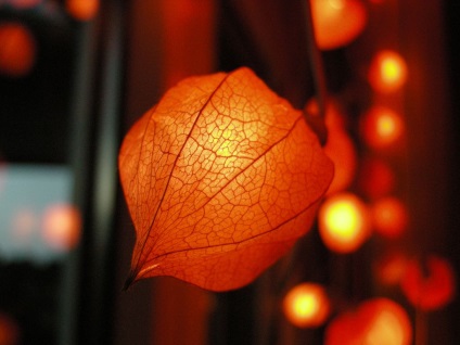 Physalis fotó és fajok termesztése és gondozása növények (faj) Physalis fotó és fajok termesztése és gondozása növények