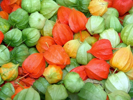 Physalis fotó és fajok termesztése és gondozása növények (faj) Physalis fotó és fajok termesztése és gondozása növények