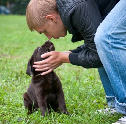 A fizikai edzés és egy fiatal kölyök labrador szakmai kennel labrador defino