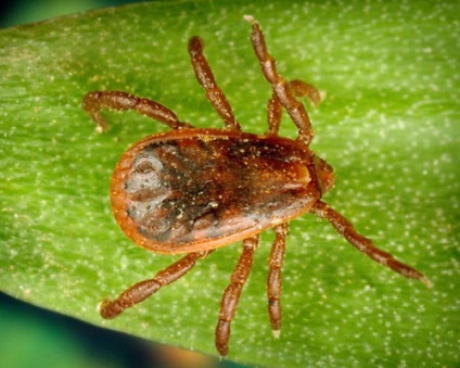 Képek a kullancsok - a megjelenés különböző típusú (Rhipicephalus sanguineus) Képek a kullancsok - a megjelenés különböző típusú