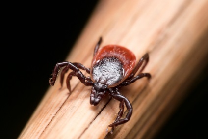 Képek a kullancsok - a megjelenés különböző típusú (barna kutya kullancs Rhipicephalus) Képek a kullancsok - a megjelenés különböző típusú