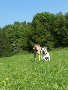 Francia becenevek lányok és fiúk, kutyák, becenevek a francia bulldog (francia) Francia becenevek lányok és fiúk, kutyák, becenevek a francia bulldog