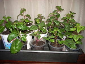 Fuchsia hang-Downing ellátás növények bent és a kertben, fukszia kór és harcolni velük