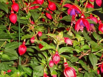 Fuchsia hang-Downing ellátás növények bent és a kertben, fukszia kór és harcolni velük