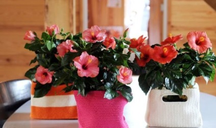 Hibiscus tippeket növekvő ház (hibiszkusz) Hibiscus tippeket növekvő ház