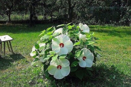 Hibiscus lágyszárú termesztés, szaporítás és a gondozás