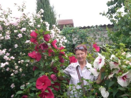 Hibiscus lágyszárú termesztés, szaporítás és a gondozás