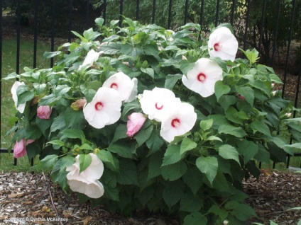 Hibiscus lágyszárú termesztés, szaporítás és a gondozás
