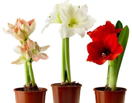 Hippeastrum otthoni gondozást (ellátást) Hippeastrum ápolási otthon