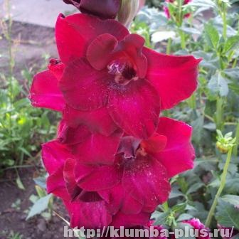 Gladioli - termesztés, ültetés, gondozás, tárolása és kiválasztása izzók