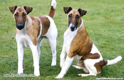 Leírás smooth fox terrier Fajtajegyei (sima szőrzet) Sima foxi fajta jellemzői leírás