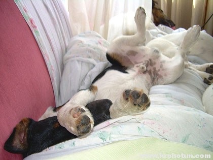 Leírás smooth fox terrier Fajtajegyei (sima szőrzet) Sima foxi fajta jellemzői leírás