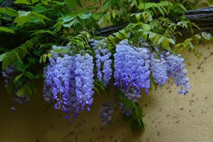 Wisteria (43 fotó) gondozása és termesztése a Rostov, Leningrád, Szibéria, Kína, (Leningrád) Wisteria (43 fotó) gondozása és termesztése a Rostov, Leningrád, Szibéria, Kína,