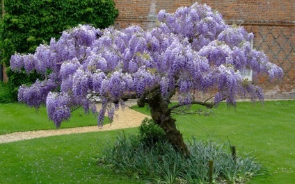 Wisteria (43 fotó) gondozása és termesztése a Rostov, Leningrád, Szibéria, Kína,