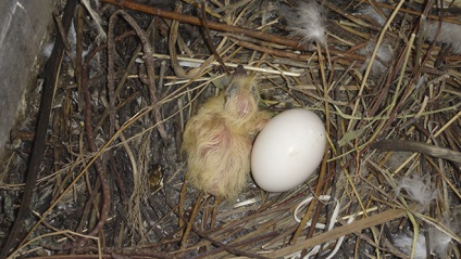 Turtledove rendes, gyűrűs, leírás és képek (erdősáv ártéri erdők) Turtledove rendes, gyűrűs, leírás és képek
