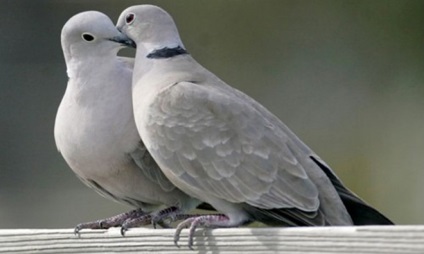 Turtledove rendes, gyűrűs, leírás és képek