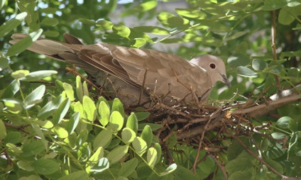 Turtledove rendes, gyűrűs, leírás és képek