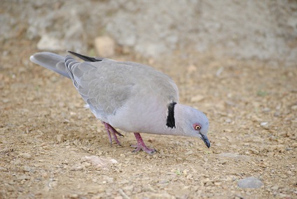 Turtledove rendes, gyűrűs, leírás és képek