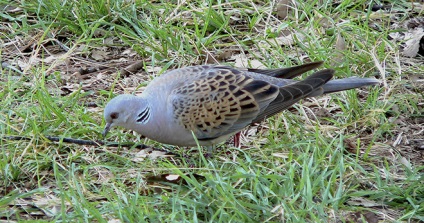 Turtledove rendes, gyűrűs, leírás és képek (gerlét teszi tengelykapcsolók) Turtledove rendes, gyűrűs, leírás és képek