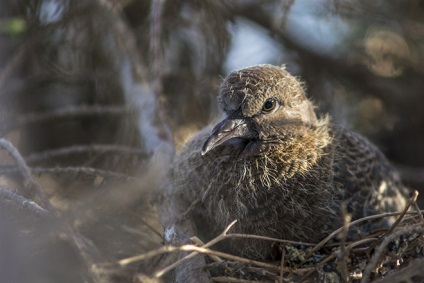 Turtledove rendes, gyűrűs, leírás és képek