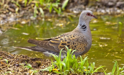 Turtledove rendes, gyűrűs, leírás és képek