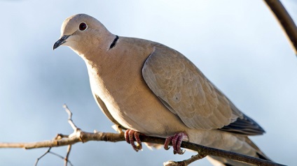 Turtledove rendes, gyűrűs, leírás és képek (gerlét teszi tengelykapcsolók) Turtledove rendes, gyűrűs, leírás és képek
