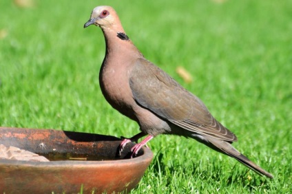 Turtledove - egy jól ismert galamb (galamb) Turtledove - egy jól ismert galamb
