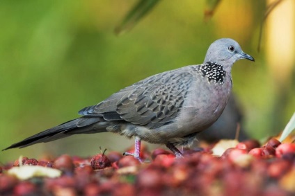 Turtledove - egy jól ismert galamb (galamb) Turtledove - egy jól ismert galamb