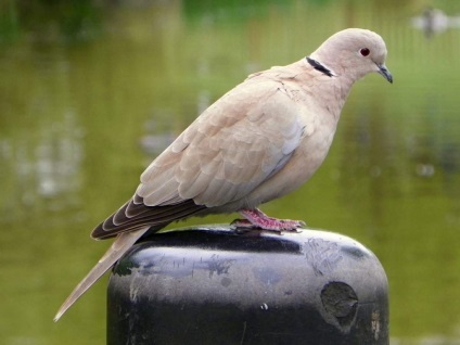 Turtledove - egy jól ismert galamb (galamb) Turtledove - egy jól ismert galamb