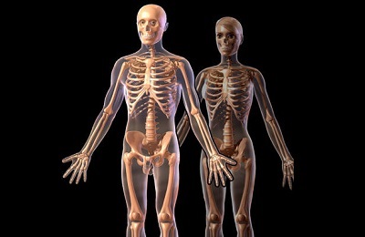 Az emberi mellkas, amely a csontok formájában, és védi a váz funkció
