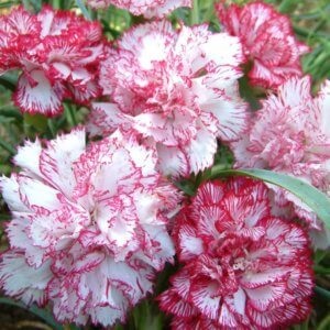 Carnation grenadine szép és egészséges növényi díszítő minden termőföld