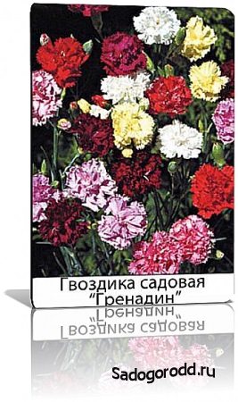 Carnation kert grenadine
