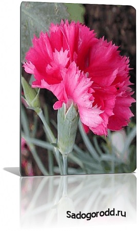 Grenadine Dianthus caryophyllus (szegfű grenadine) Carnation kert grenadine