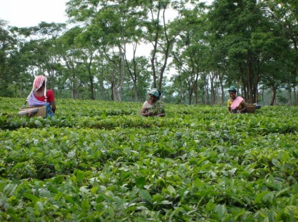Indiai Assam tea - teaterra, teaterra (teaterra) Indiai tea Assam - teaterra, teaterra