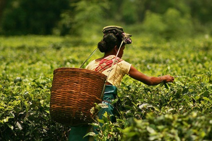 Indiai tea Assam - teaterra, teaterra (indiai) Indiai tea Assam - teaterra, teaterra