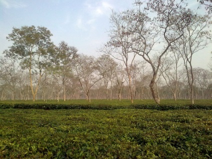 Indiai tea Assam - teaterra, teaterra (indiai) Indiai tea Assam - teaterra, teaterra