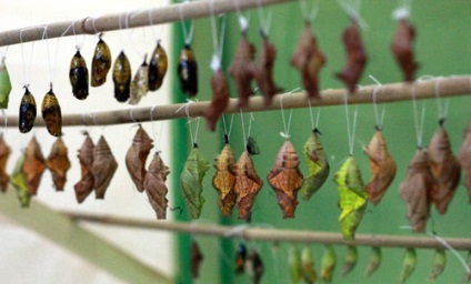 Insectarium trópusi lepkék, gépek és bábok