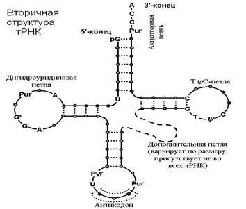 Jelenleg négy nukleotid, úgynevezett adenin, guanin, timin, citozin és uracil, ők (ismert) Négy nukleotid, az úgynevezett adenin, guanin, timin, citozin és uracil, ők