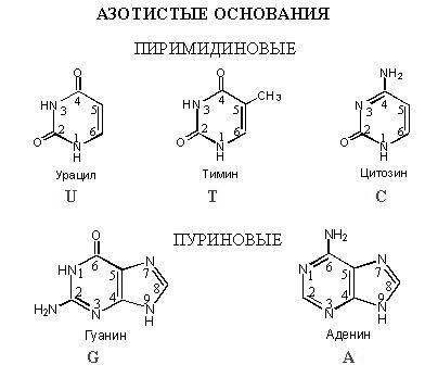 Négy nukleotid, az úgynevezett adenin, guanin, timin, citozin és uracil, ők (úgynevezett) Négy nukleotid, az úgynevezett adenin, guanin, timin, citozin és uracil, ők