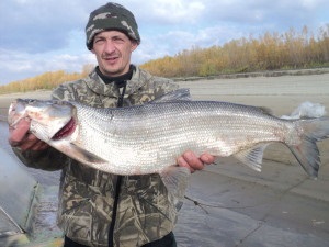 Melyik halat fogott a Omszk régióban, és egy listát a legjobb vizek halászati