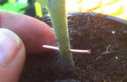 Hogyan kell kezelni a burgonya és paradicsom Phytophthora kezelések ( „Gamaira” tabletta „Alirina-B”) Hogyan kell kezelni a burgonya és paradicsom Phytophthora kezelések