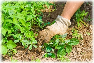 Hogyan kell kezelni a Phytophthora a burgonya népi jogorvoslati (népi) Hogyan kell kezelni a Phytophthora a burgonya népi jogorvoslati