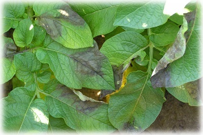 Hogyan kell kezelni a Phytophthora a burgonya népi jogorvoslati (átlag) Hogyan kell kezelni a Phytophthora a burgonya népi jogorvoslati