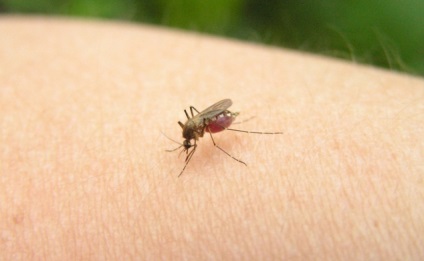 Hogyan kell kezelni a szúnyogok és harap
