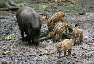 Hogyan kell kezelni a hívatlan vendég - vaddisznók - Piggy klub rajongók (mint elriasztani vaddisznó burgonya) Hogyan kell kezelni a hívatlan vendég - vaddisznók - Piggy klub szurkolók