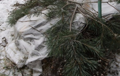 Hogyan és mit elrejteni egy almafa télen