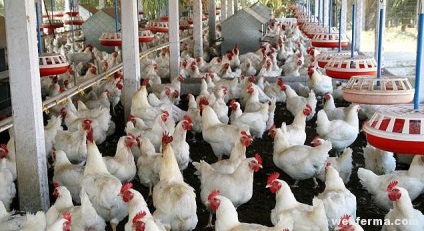 Hogyan takarmány baromfi táplálkozás a csirkéket, takarmány, premixek
