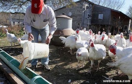 Hogyan takarmány baromfi táplálkozás a csirkéket, takarmány, premixek