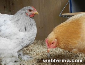 Hogyan takarmány baromfi táplálkozás a csirkéket, takarmány, premixek