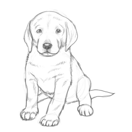 Hogyan kell felhívni a labrador kölyök ceruzával szakaszokban (sorsolás) Hogyan kell felhívni a labrador kölyök ceruzával szakaszokban